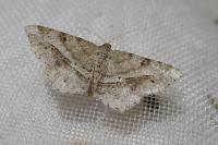 Chiasmia aestimaria