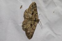 Peribatodes ilicaria