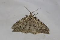 Tephronia sepiaria