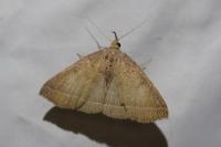 Polypogon plumigeralis