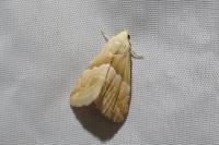 Eublemma parva