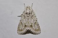 Acronicta aceris