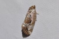 Elaphria venustula