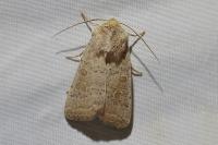 Hoplodrina ambigua
