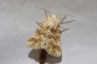 Eremobia ochroleuca