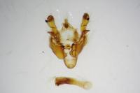 Oligia latruncula
