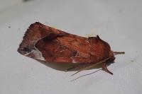 Cosmia pyralina