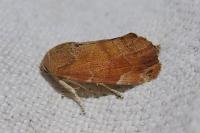 Cosmia affinis