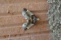 Pyralis farinalis