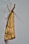 Chrysocrambus linetella