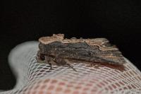 Dypterygia scabriuscula