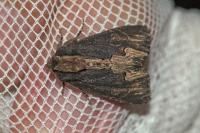 Dypterygia scabriuscula