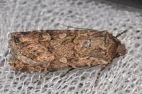 Euxoa nigrofusca/tritici