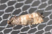 Piniphila bifasciana