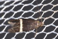 Aproaerema larseniella