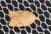Acleris ferrugana