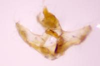 Acleris ferrugana