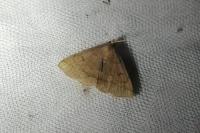 Zanclognatha lunalis