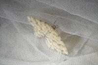 Ectropis crepuscularia