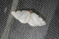 Lomographa bimaculata