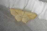 Cyclophora punctaria