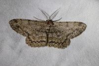 Hypomecis punctinalis