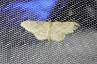 Idaea aversata