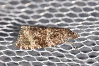 Orthotaenia undulana