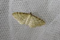 Idaea fuscovenosa