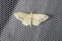 Idaea dimidiata