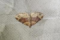 Xanthorhoe ferrugata/spadicearia