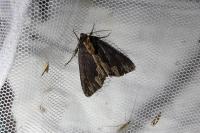 Dypterygia scabriuscula