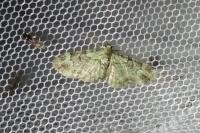 Pasiphila rectangulata