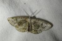 Cleorodes lichenaria