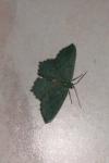 Hemithea aestivaria