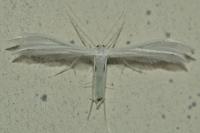 Pterophorus pentadactylus