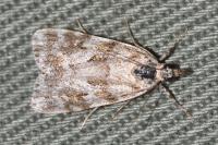 Scoparia pyralella
