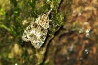 Eudonia mercurella