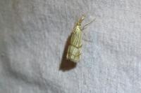 Chrysocrambus linetella