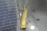Chrysoteuchia culmella