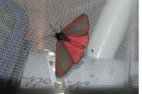 Tyria jacobaeae