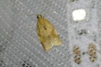 Clepsis consimilana
