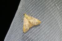 Endotricha flammealis
