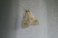 Mecyna asinalis