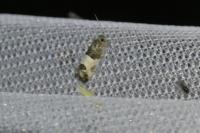 Spilonota ocellana