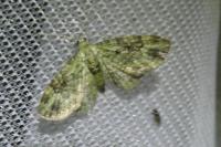 Pasiphila rectangulata