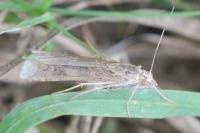 Nomophila noctuella