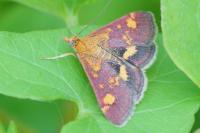 Pyrausta aurata
