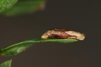 Coleophora taeniipennella