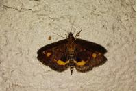 Pyrausta aurata